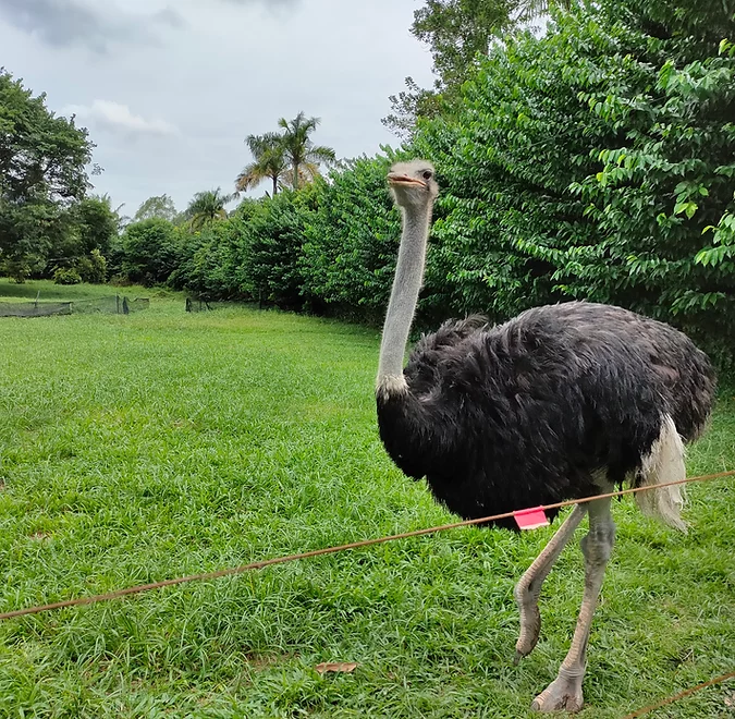 Jelita Ostrich Farm
